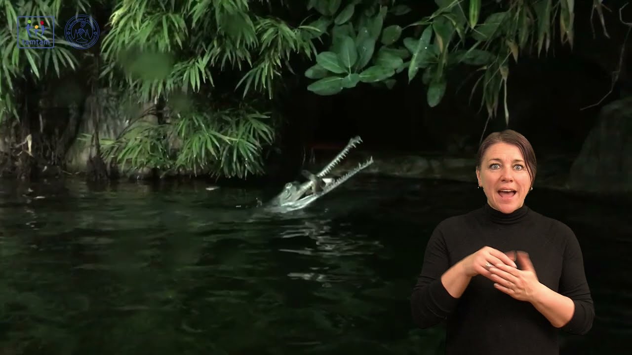 Tamtam a Zoo Praha: Pravidelné krmení gaviálů (Petr Velenský)