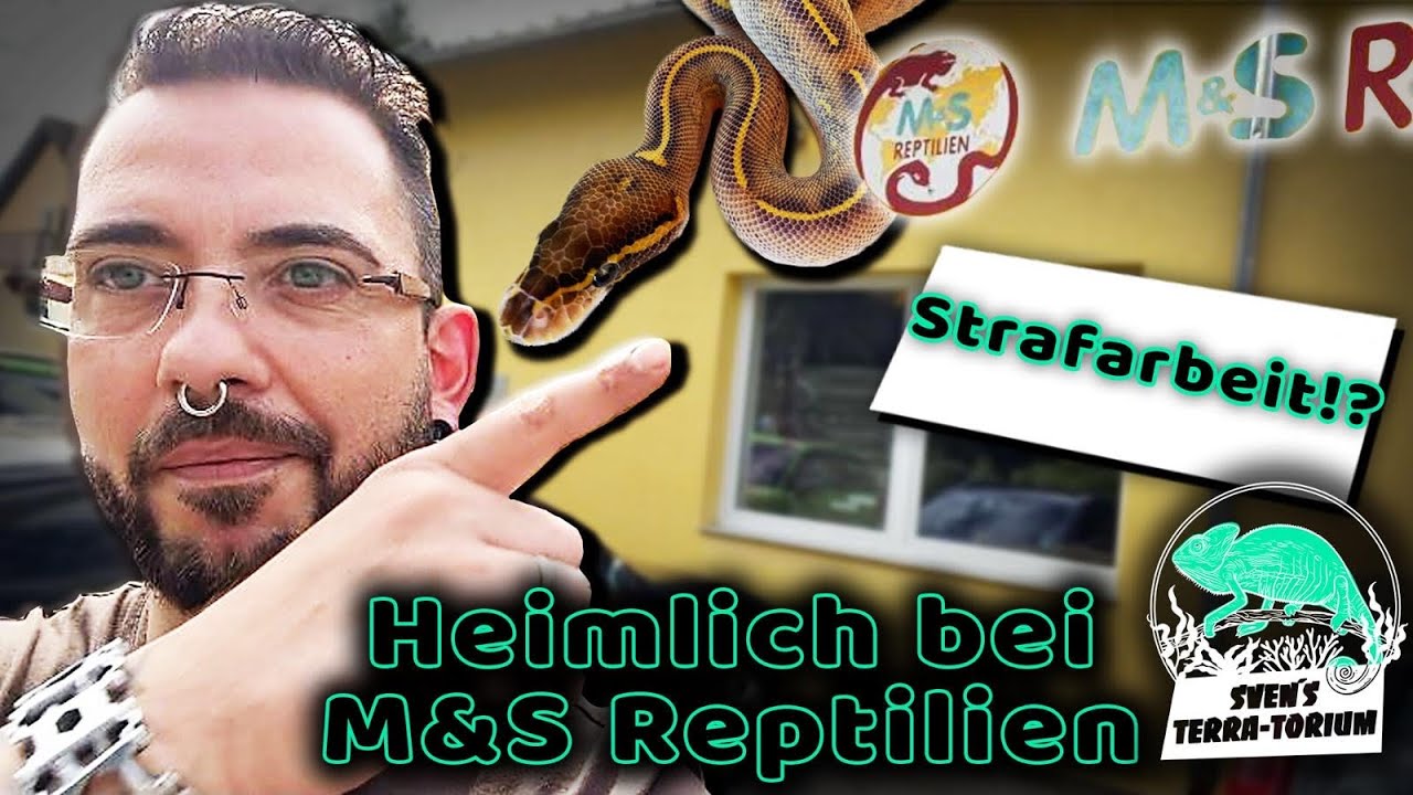 Heimlich bei M&S Reptilien ReptilTV Strafarbeit !?