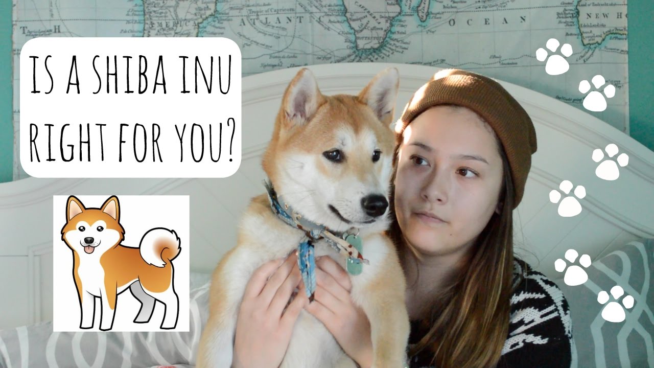 Is A Shiba Inu Right For You?