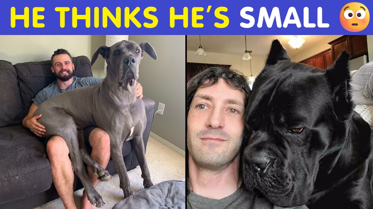 Dogs That Are Absolute Units and Don’t Know How Big They Are — Funny Giant Dog Pics!