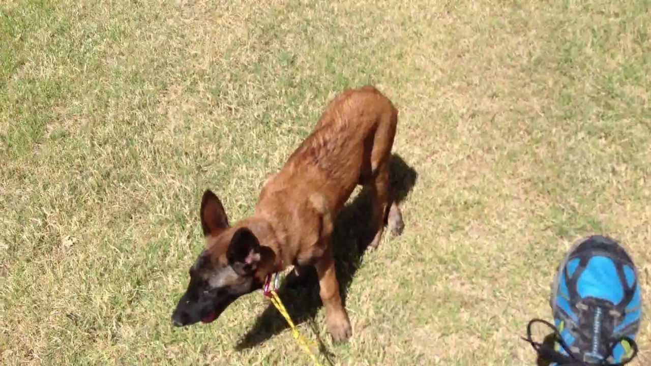 Malinois Pups: Socialzation - gun range