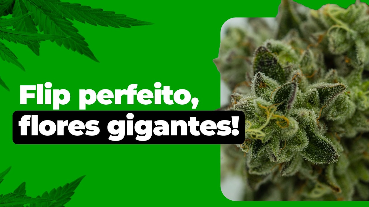 Momento Certo de Flipar a Planta de Cannabis: Fotoper&iacute;odo, 12/12, Stretch e Altura no Cultivo Indoor
