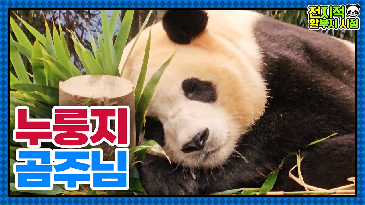 (SUB) Милая повседневная жизнь панды Нурунджи Фубао🐼│Мир панд