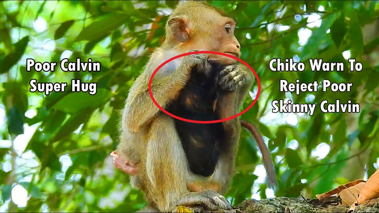 Terrified Hand & Leg Chiko !!! Poor Skinny Calvin Super Hug Chiko When Chiko Warning To Reject