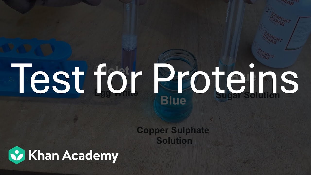 Test for Proteins | Mindful Eating | Middle School | Science | Khan Academy