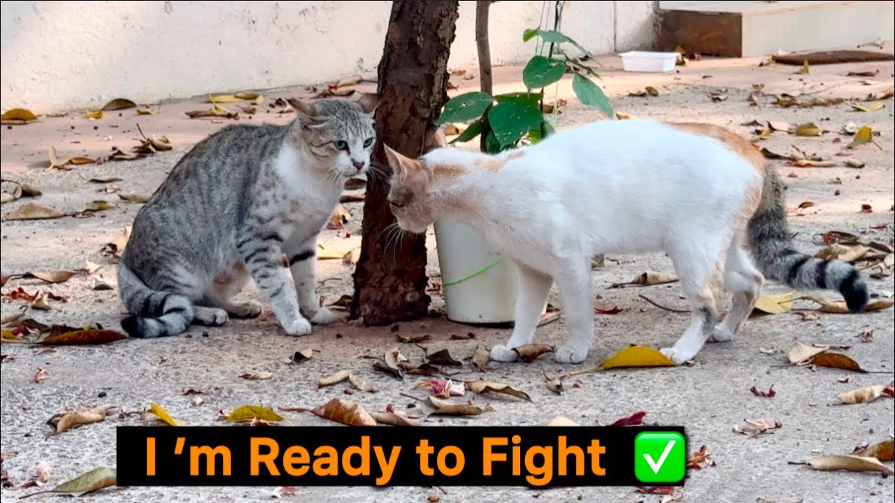 Stray Cat-Fight Goes Long#catsfight#whycatsfight#howcatsfight#greycat#batlovers#billkiladai#whitecat