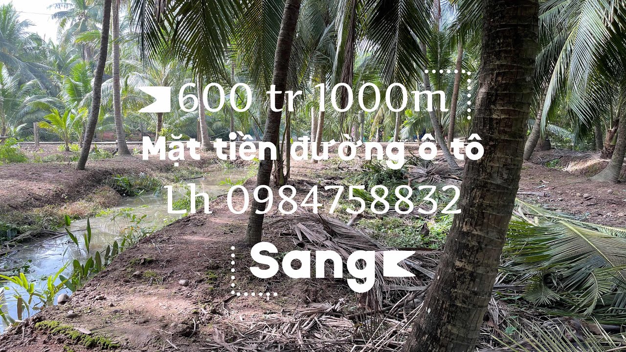 Tập 349🌿 đất vườn dừa  🌿 600 tr 1000m ấp Tân bình xã Tân Thới. Lh0984758832. Sang