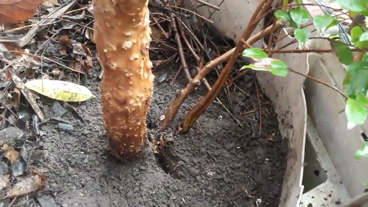 tirando muda da raiz da jabuticaba e plantando no vaso