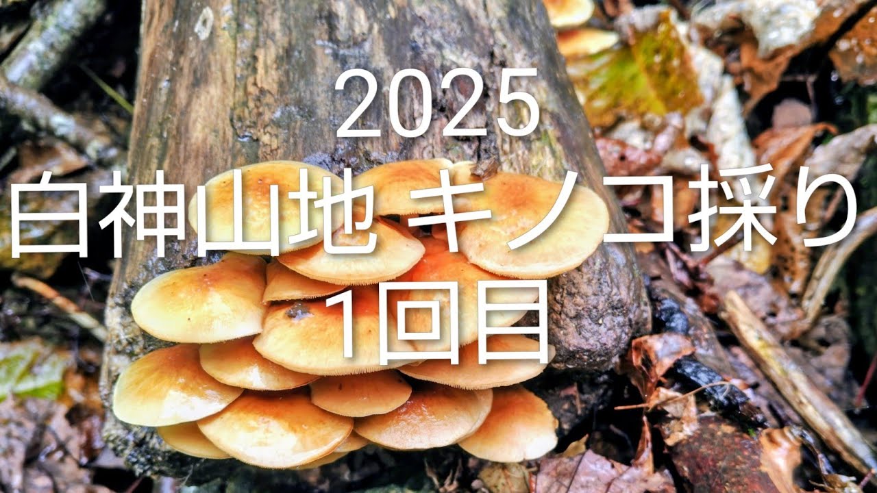 2025 白神山地 キノコ採り 1回目