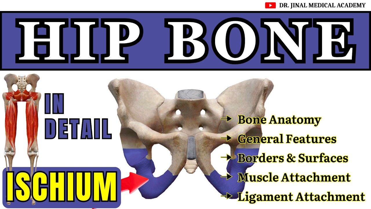 Anatomy of the Hip Bone: Part 3 - The Ischium & Ischiopubic Rami