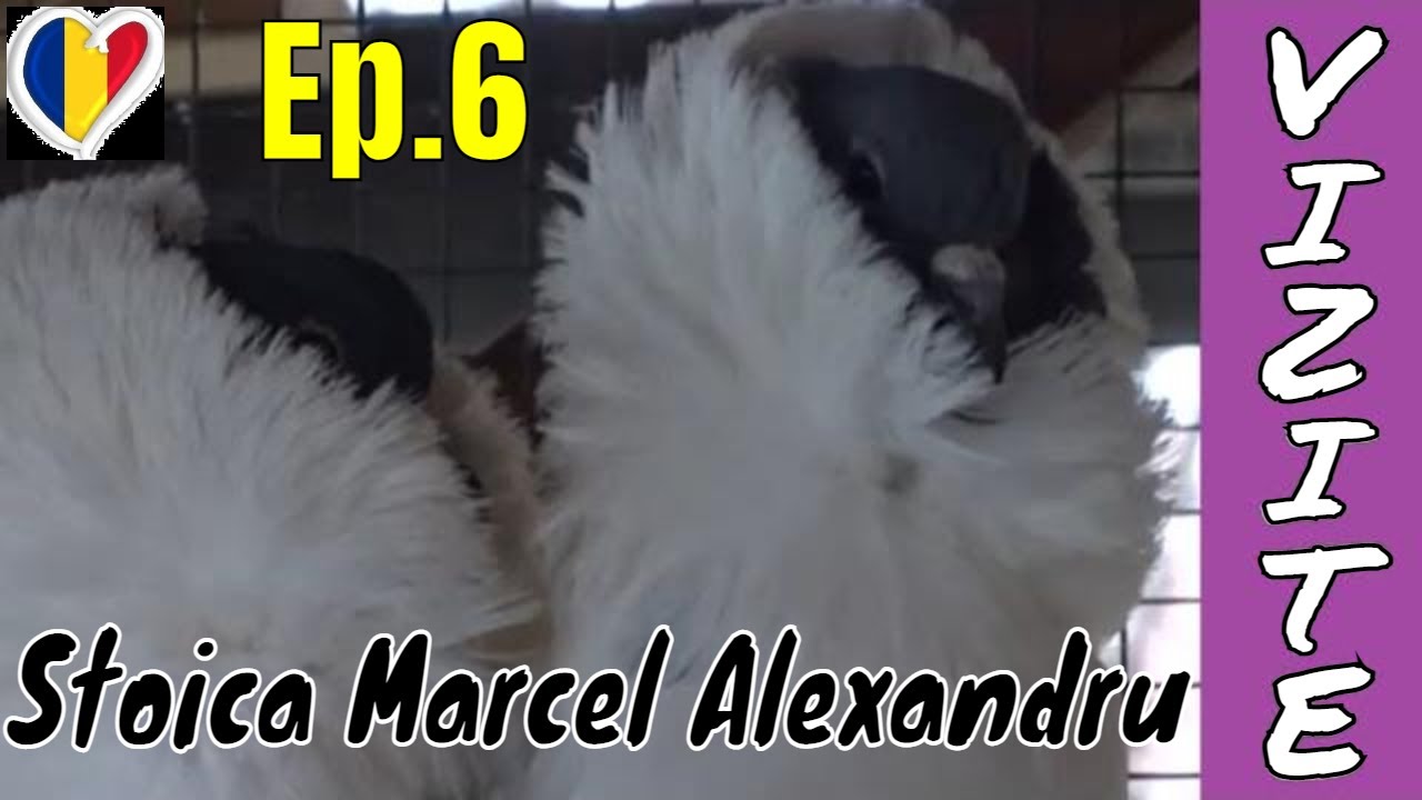 Vizite Ep.6 - Stoica Marcel, Februarie 2021.Cap de Maur, Randunele Saxonia, Scut German,Indian,Creti