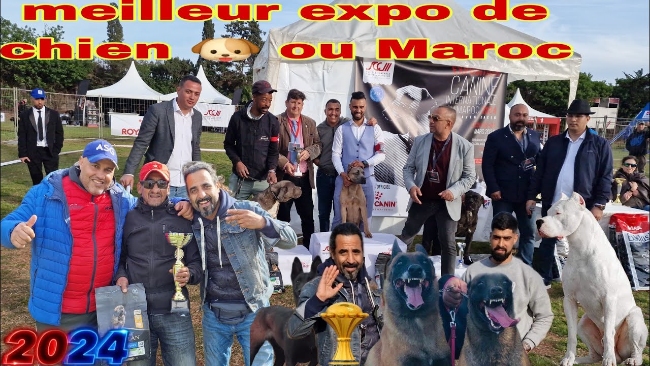 أروع وأجمل المعرض للكلاب بالدار البيضاء 🇲🇦🇲🇦 meilleur prix de chien ou Maroc jamalk jamal #malinois