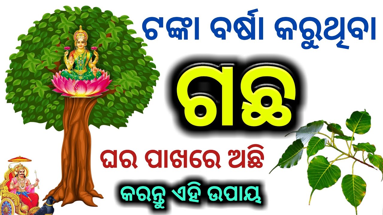 ଟଙ୍କା ବର୍ଷା କରୁଥିବା ( ଗଛ ) କରନ୍ତୁ ଏହି ଉପାୟ | Odia bayagita tips#Ajiraanuchinta#SADHUBANI#Vastutips