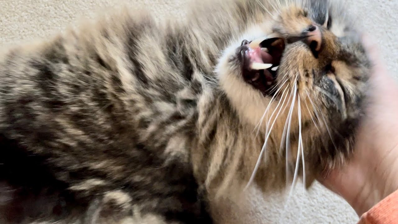 A purring creature to cheer you up 