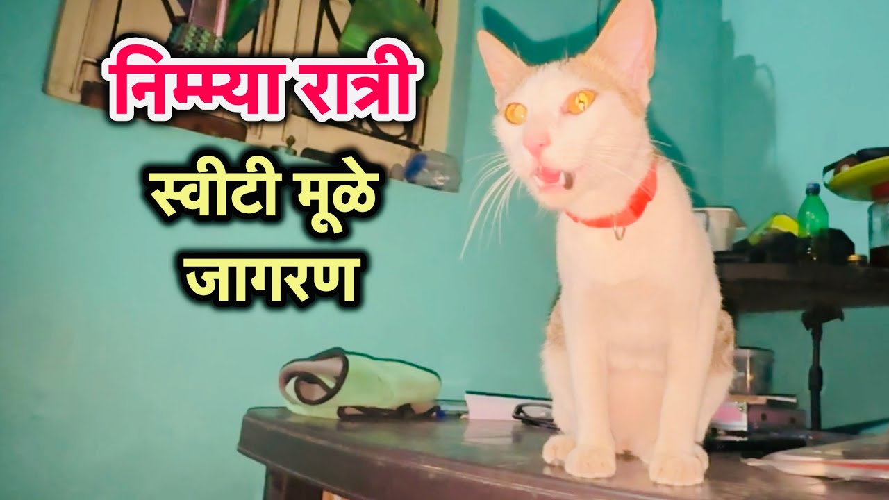 निम्म्या रात्री गरोदर स्वीटी च्या पोटात कळा! केलं रात्रभर जागरण 
