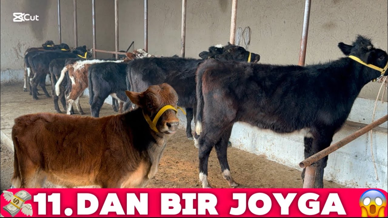 👁️ARZON JOYDAN BUQACHALAR VA HUNAJINLAR KELDI 11.DAN BIR JOYGA BOLDI SHOSHLIG 2026_01_01_febral.