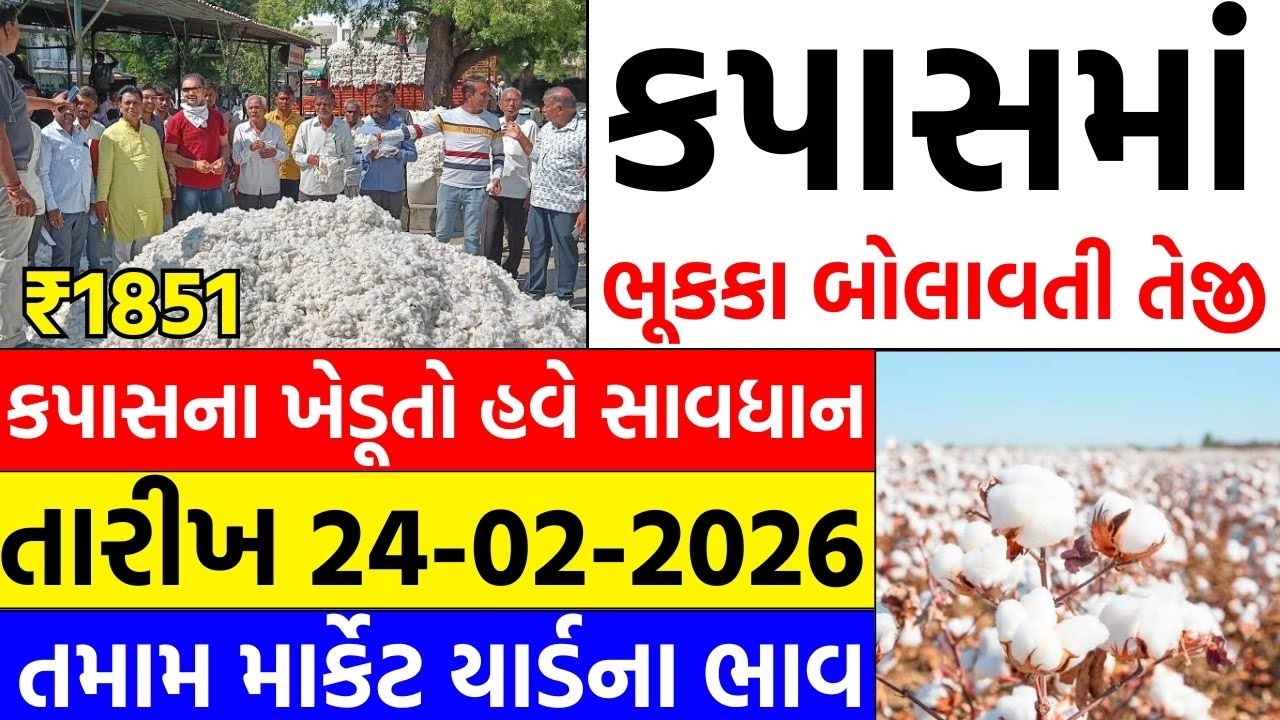 Kapas na bhav | 24-02-2026 | કપાસના ભાવ:2026 | Information about Cotton Crop Price | Commodity trend