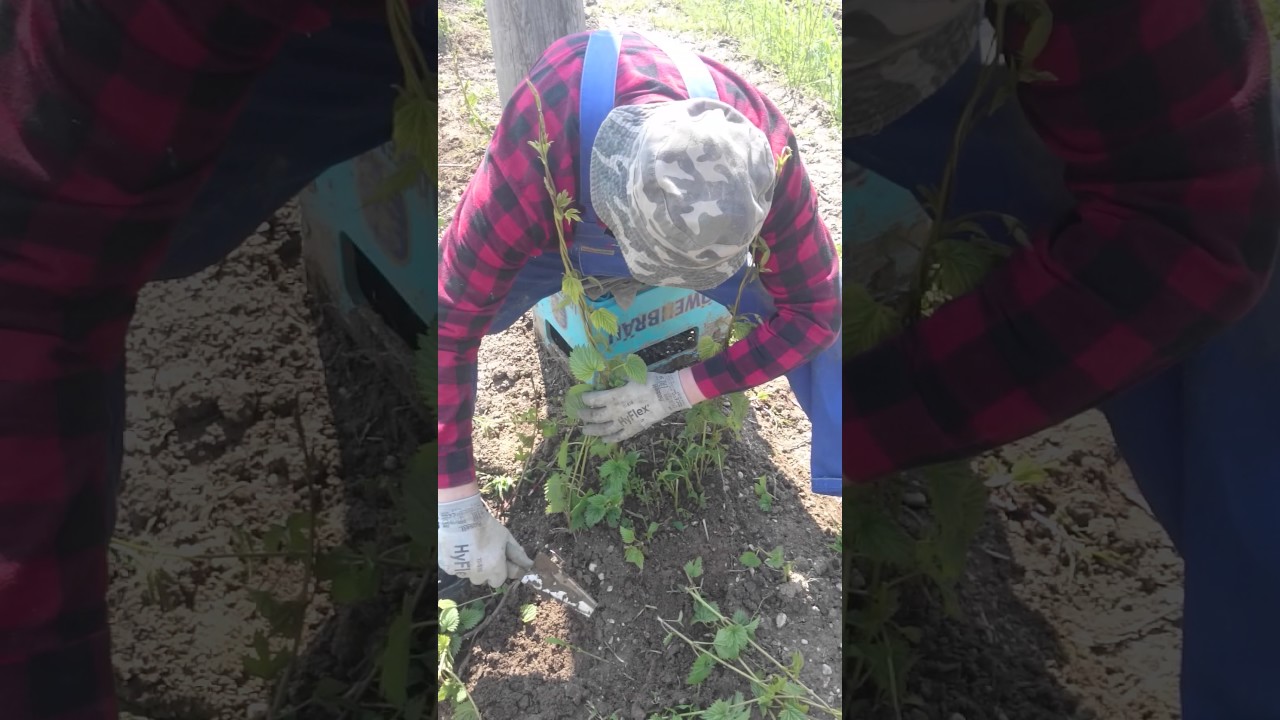 Hopfen 2017- Am Besten  Ligatur hopfen