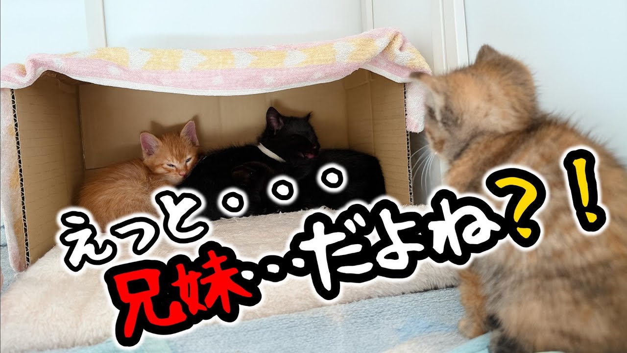 ひとりっ子猫の兄妹を捜索！結果は…奇跡は起こすものじゃなくて思い込むもの【保護猫生活2日目】