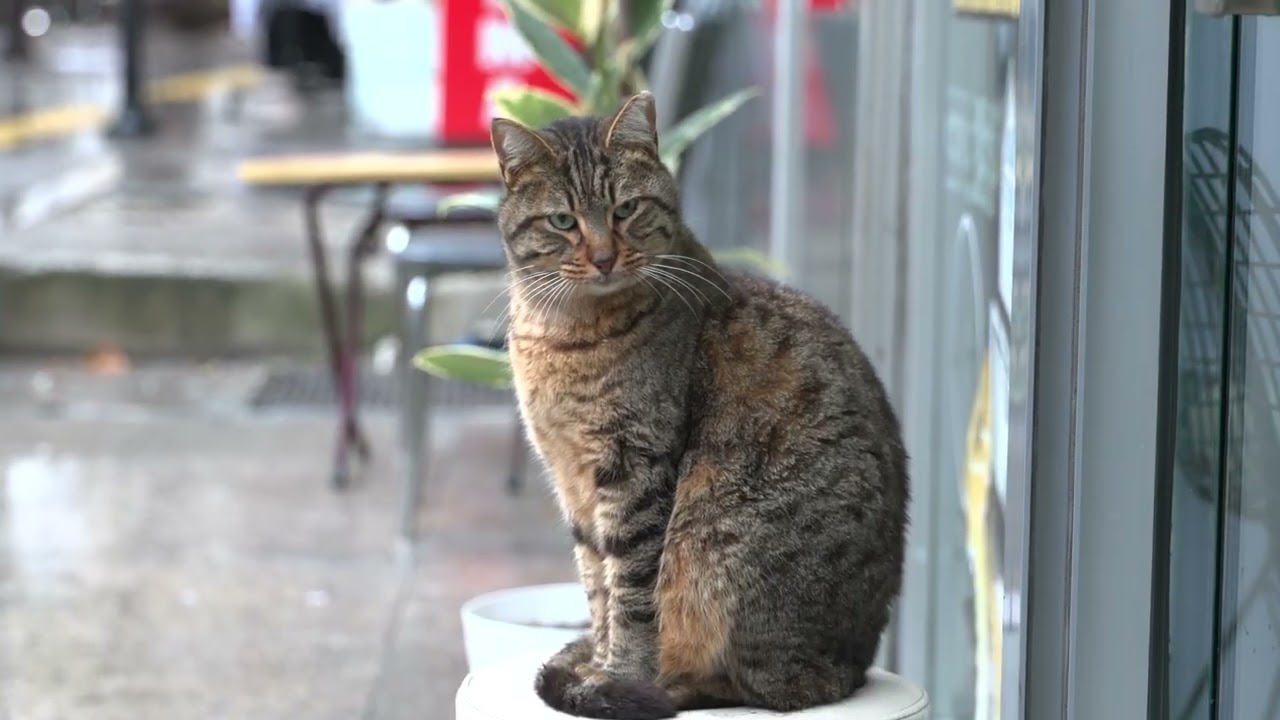 Istanbul Cats