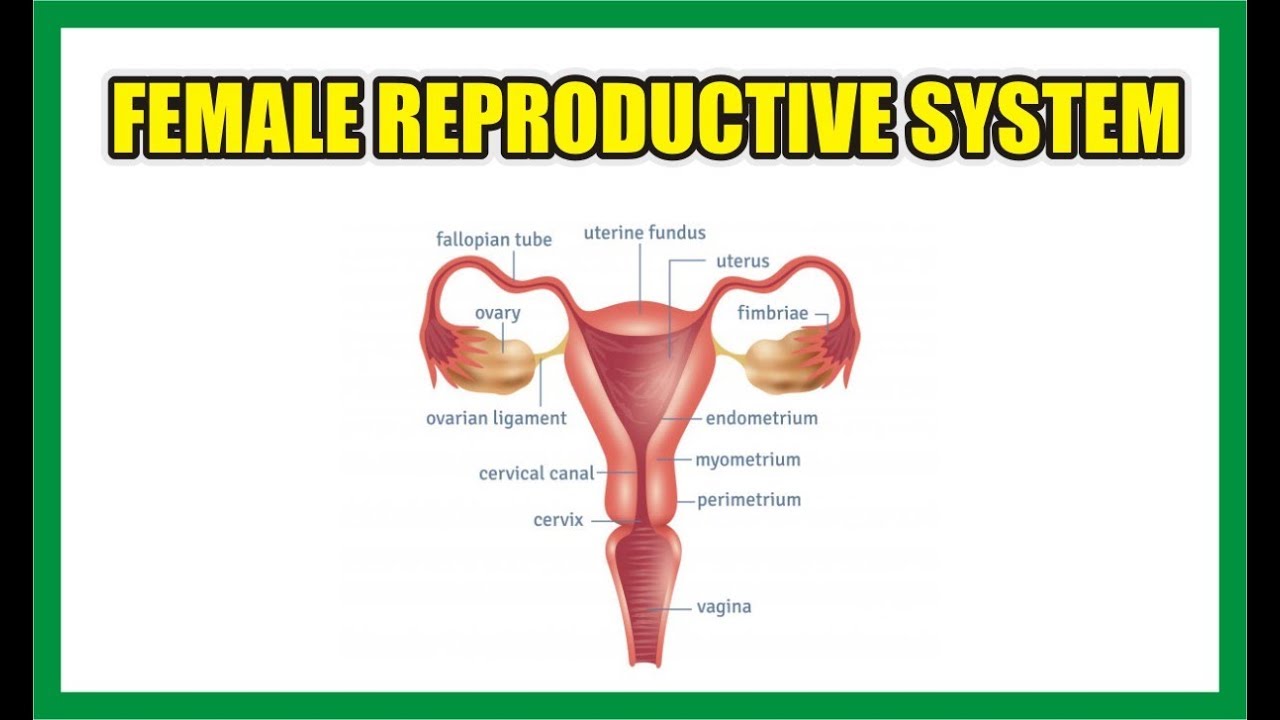 FEMALE REPRODUCTIVE SYSTEM | GPAT-2020 | RAILWAY PHARMACIST | NIPER | PHARMACIST EXAM