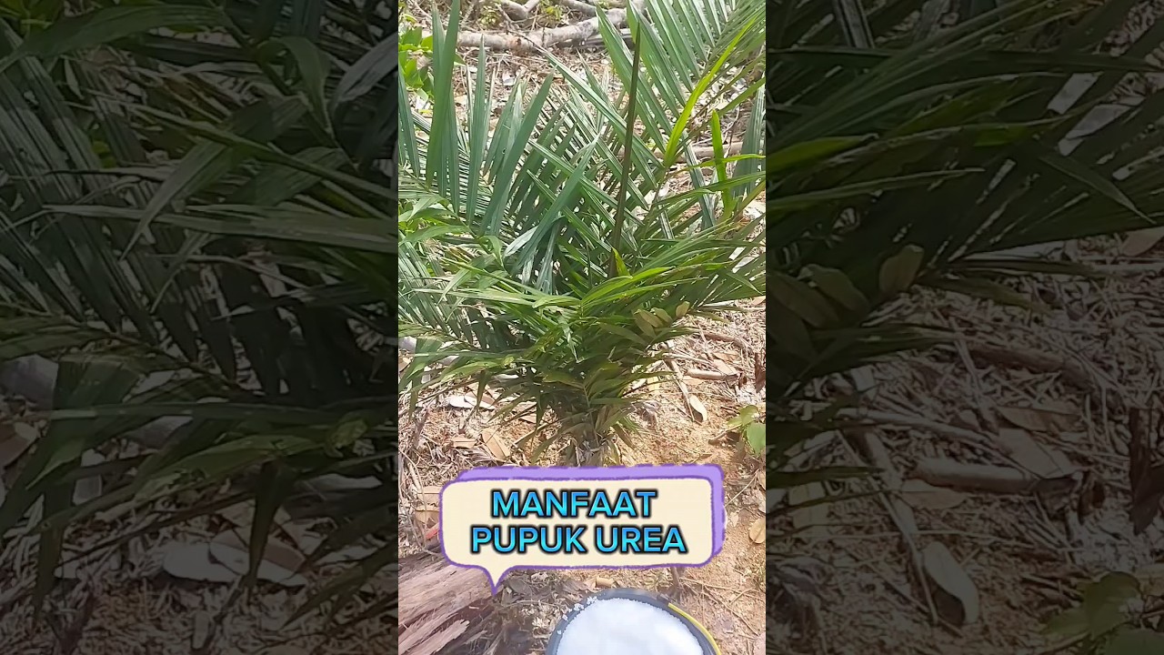 Manfaat pupuk urea #petanisawit #sawit #petani