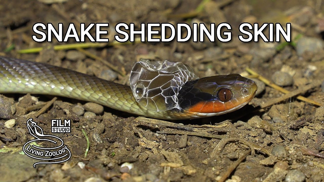 A wild snake shedding its skin, amazing snake behavior in nature