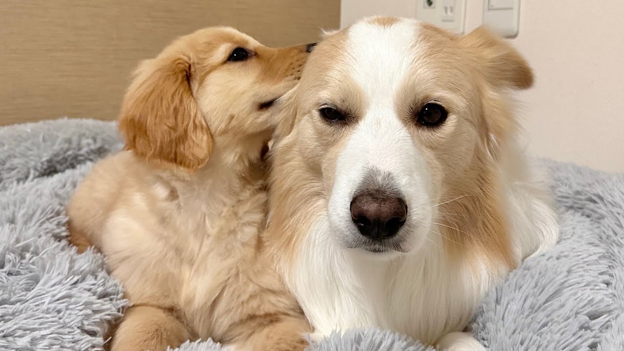 先住犬が子犬に心を開いた瞬間...涙が止まらない🥲【ゴールデンレトリバー】