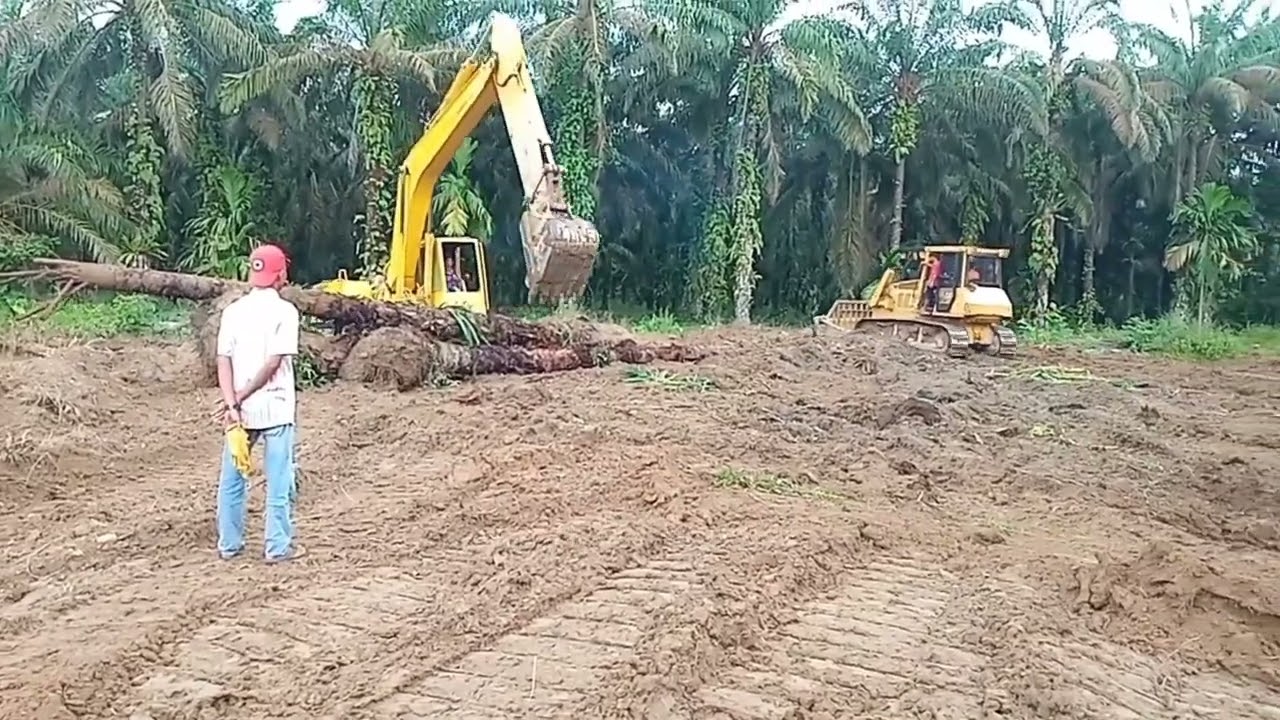 Komatsu Pc200-5 Excavator & Bulldozer Caterpillar D6G membersihkan lahan kebun sawit
