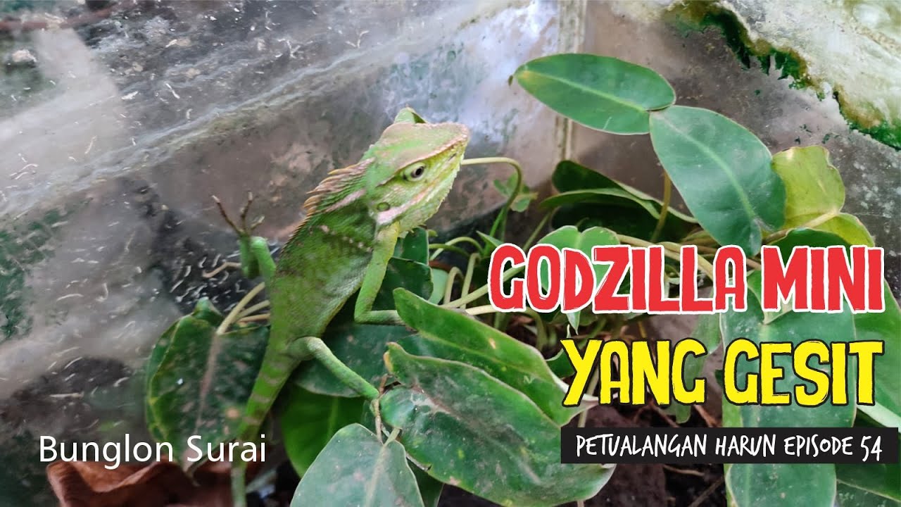 MENANGKAP NAGA PENJAGA HUTAN || PETUALANGAN HARUN EPISODE 54