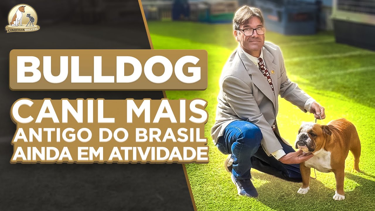 História do Canil Griffin Bulldogs | A Jornada do Bulldog no Brasil | Cinofilia Digital