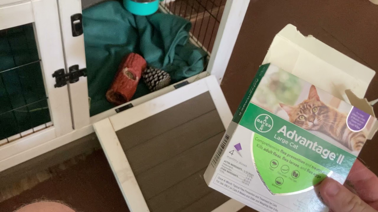 Treating Fleas in Bunnies