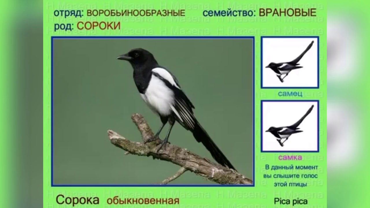 Пісенька про сороку - частина 1