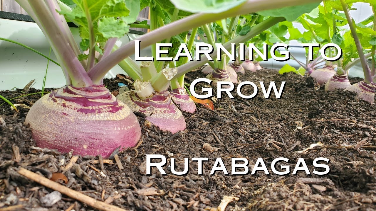 Learning to Grow || Rutabagas