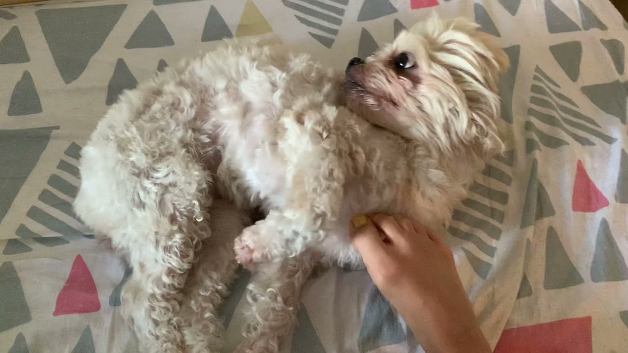 Dog getting massage 🦶with my foot 🦶 💆‍♂️❤️🥰