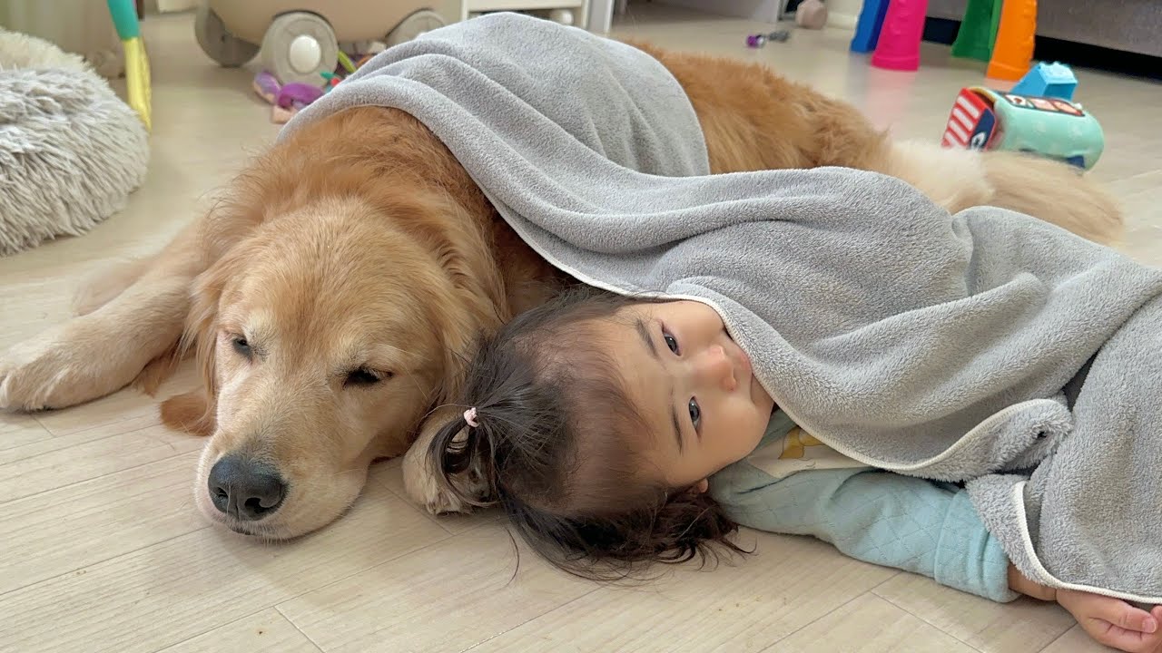 1歳児に何度もタオルをかけられ一緒に寝ようと誘われるゴールデンレトリバー