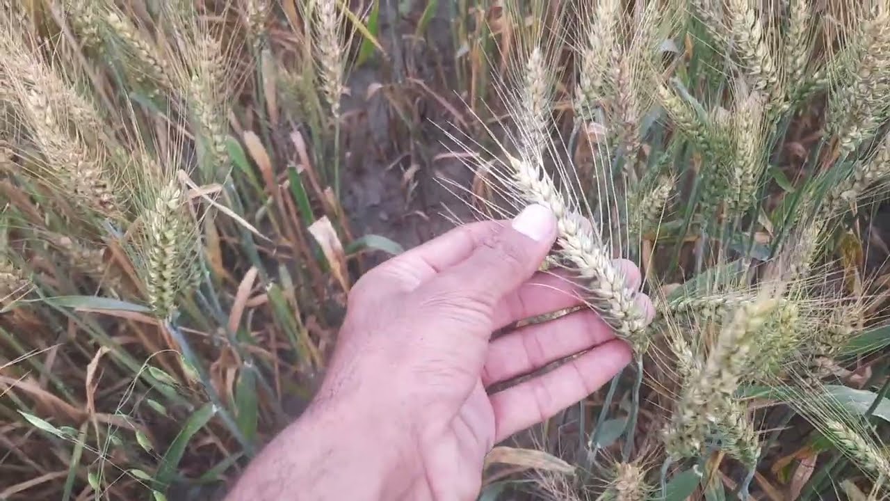 Difference of harvested and non harvested wheat at grain filling stage.