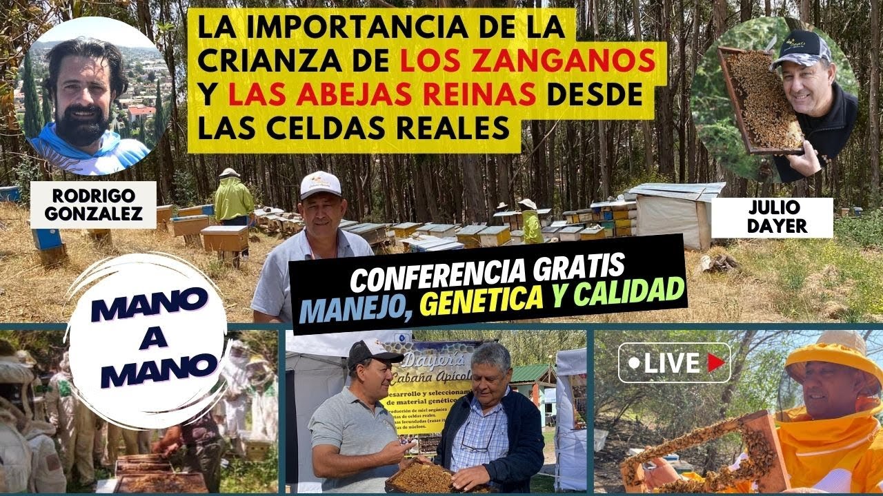 La Importancia de los Zanganos y las Celdas Reales en la Crianza de Abejas Reinas