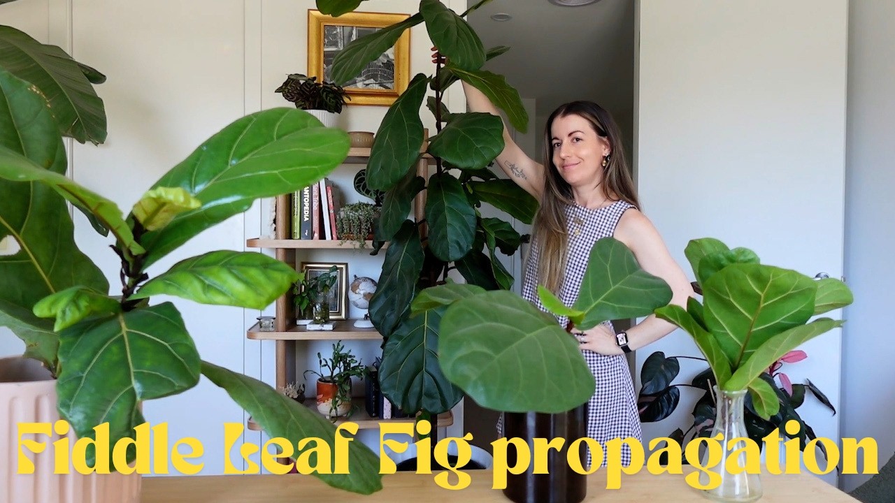 Fiddle Leaf Fig Propagation Tutorial Care Tips | Ficus Lyrata Bambino Propagation Results #FLF