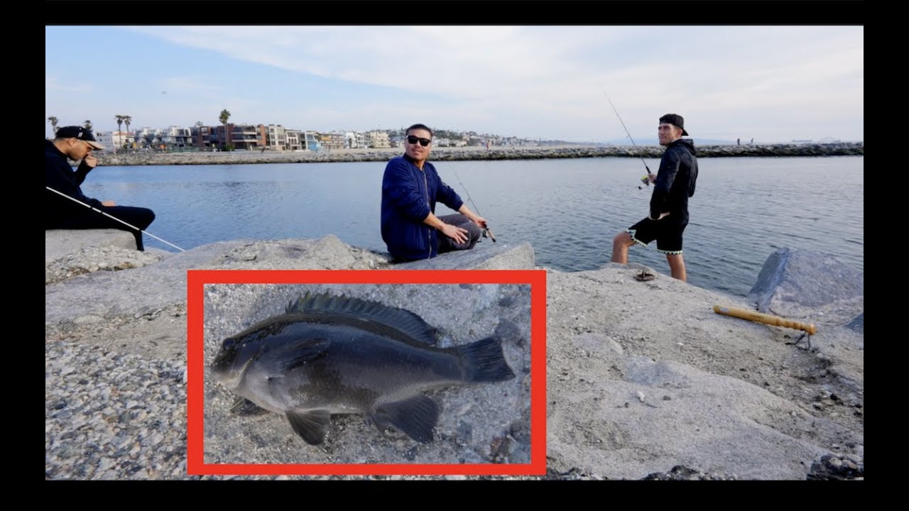 Catch Cook & Fish with Lil Brows and Taylor Swif... Fern | Sketchy Opaleye Sashimi at Marina Del Rey