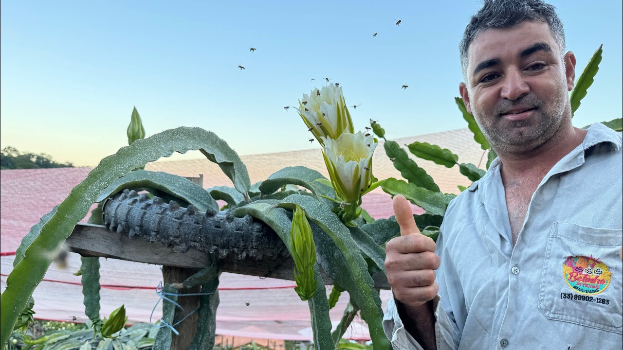 A floração da bela pitaya esmeralda!