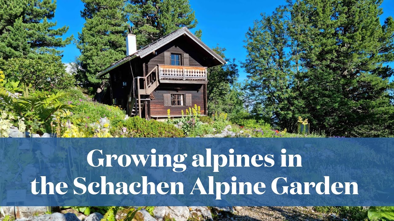 Growing alpines in the Schachen Alpine Garden - a talk by Jenny Wainwright-Klein