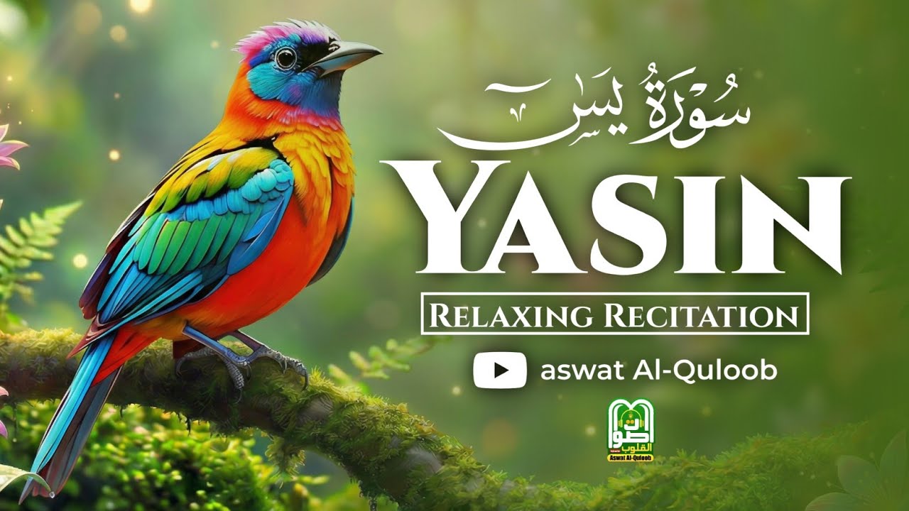 Surah Yaseen (Yasin) The Ultimate Cure for Stress & Anxiety | سورة يس |Aswat Al-Qulob 