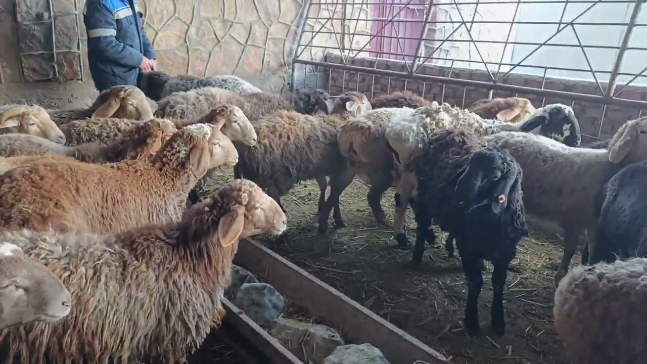 Кочкор козулар сатылат тел 0705242121