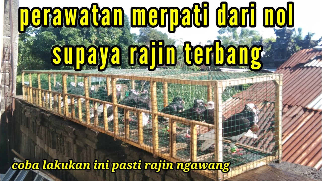 PERAWATAN MERPATI ENDEMIK BALI SUPAYA RAJIN TERBANG #merpatiendemik #cepatterbangtinggi #burungdara