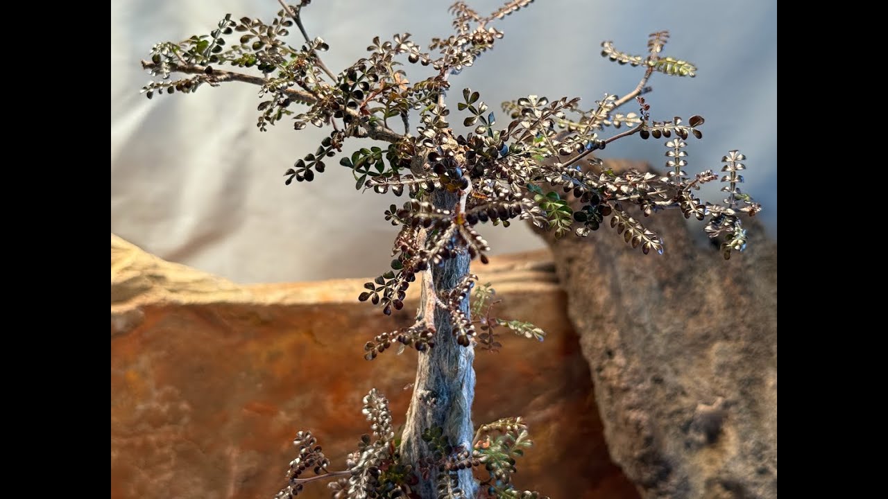 Repotting Operculicarya decaryi - Episode 192