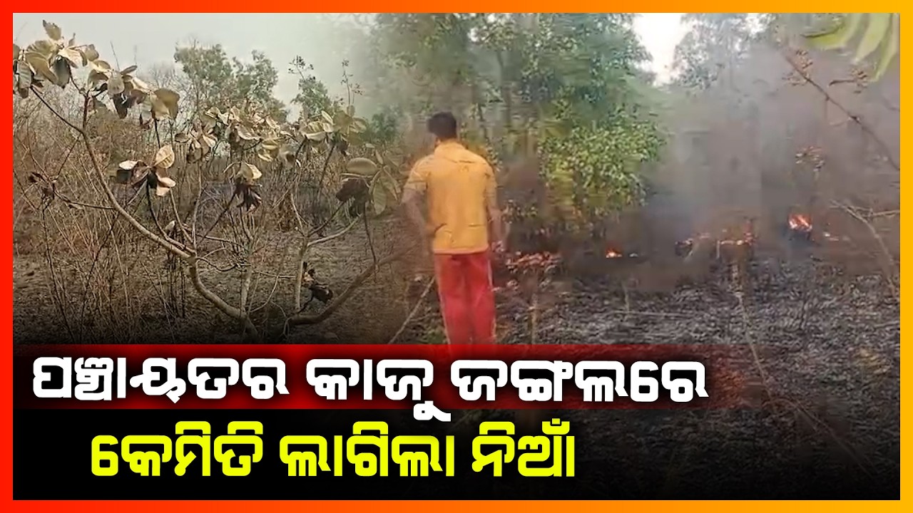 ପଞ୍ଚାୟତର କାଜୁ ଜଙ୍ଗଲରେ କେମିତି ଲାଗିଲା ନିଆଁ || CUTTACK NEWS