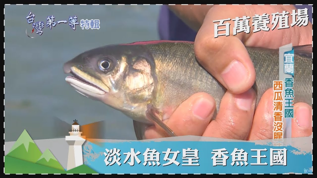 台灣第一等【百萬養殖場 澎湖海鱺牧場／救式活魚 改良台灣鯛／淡水魚女皇 香魚王國】 _精選特輯