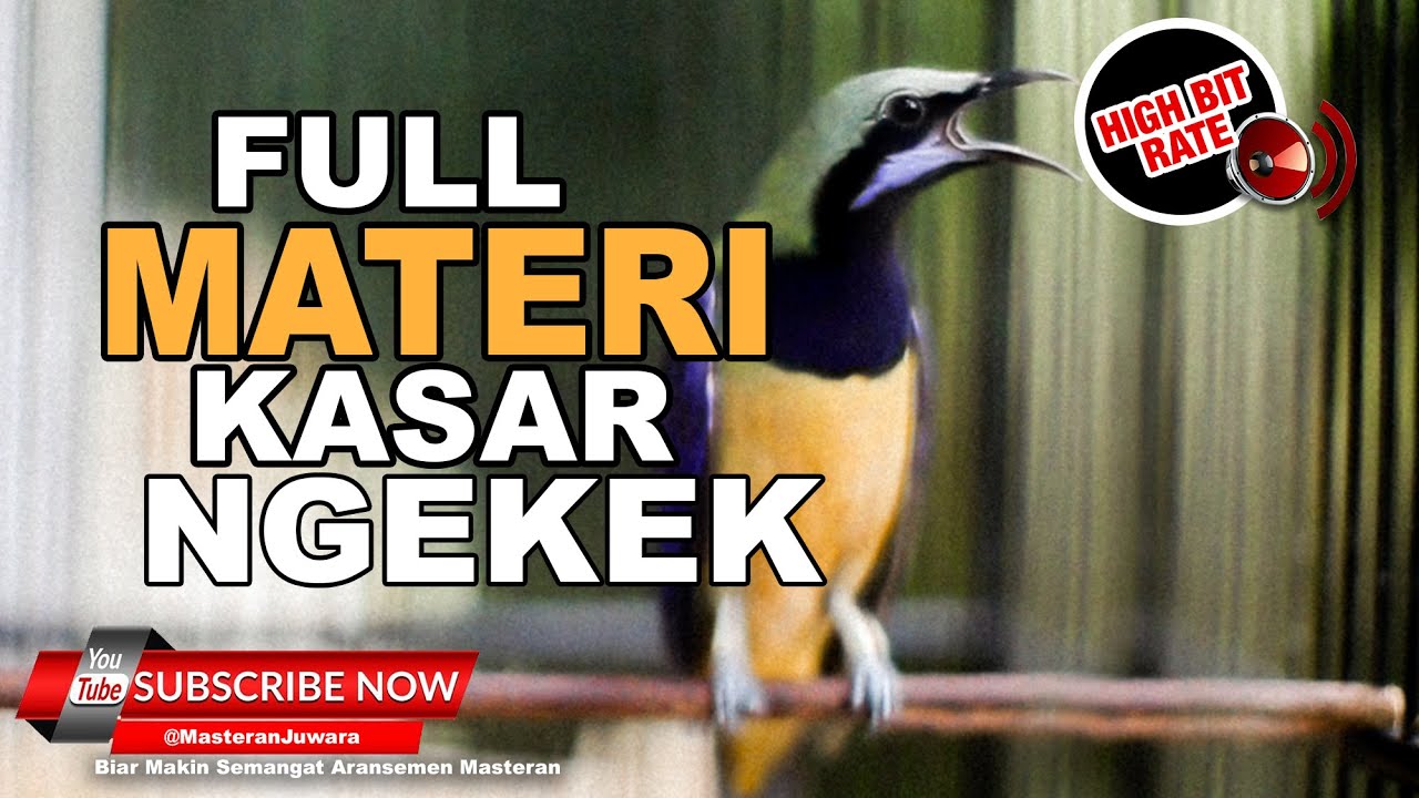 🔴 Cucak Cungkok Masteran Gacor 2023❗️AUDIO JENIH Auto Cepat Masuk