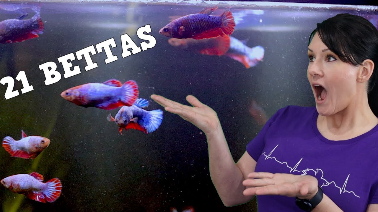 БОЛЬШОЙ секрет о петушках! Это меняет правила игры!